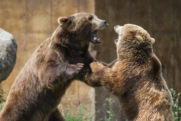 Dominujący niedźwiedzie grizzly — Zdjęcie stockowe