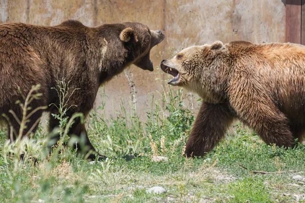 Κυρίαρχη σταχτιές αρκούδες — Φωτογραφία Αρχείου