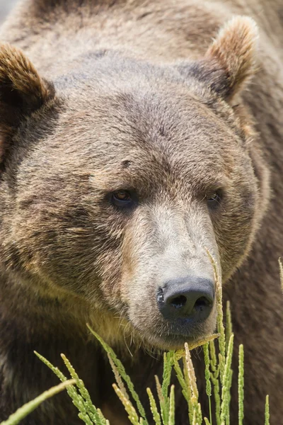 Grizzly portret — Stockfoto