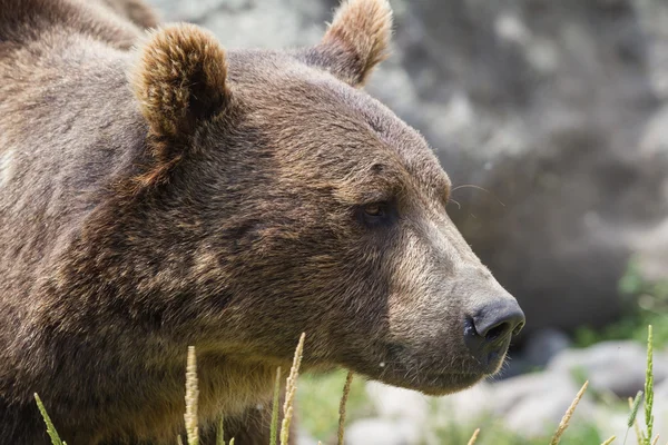 Retrato grizzly —  Fotos de Stock