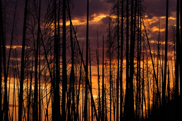 Solnedgången genom brända träd — Stockfoto