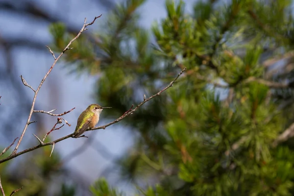 Montagne bourdonnement oiseau — Photo