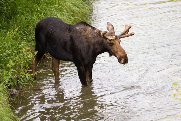 Young male moose — Stock Photo, Image