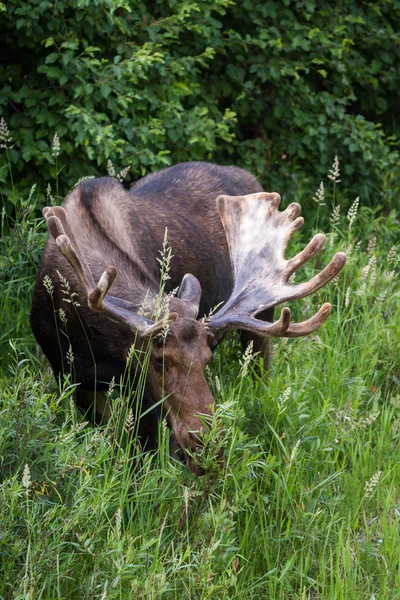 Male moose — Stock Photo, Image