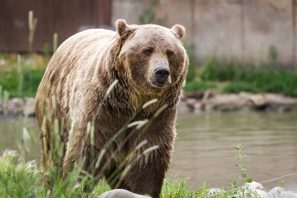 Urso-pardo — Fotografia de Stock