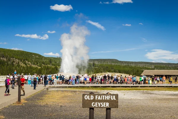 Old faithful geyser in Yellowstone — Stock Photo, Image