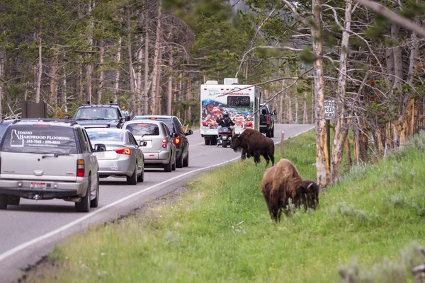 Atasco de tráfico en Yellowstone — Foto de Stock