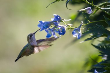 hummingbird in flowers clipart