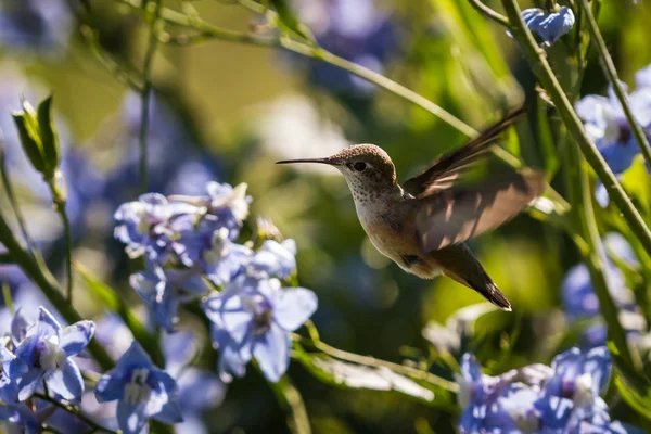 Hummingbird in flowers — Stock Photo, Image