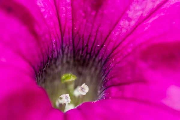 Petunia macro — Stock Photo, Image