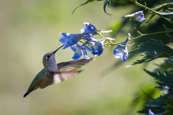 Beija-flor em flores — Fotografia de Stock