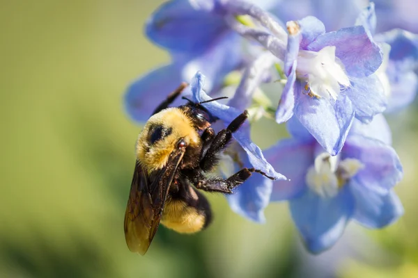 Bumblebee in a flower — Stock Photo, Image