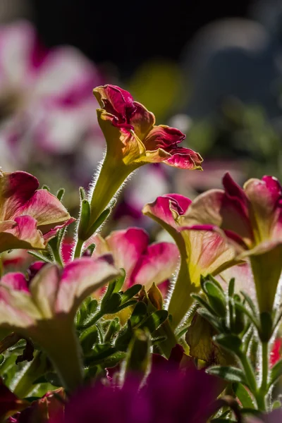 Petunia close up — Stock Photo, Image