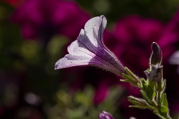 Petunia primo piano — Foto Stock