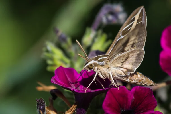 Humming traça de pássaro — Fotografia de Stock