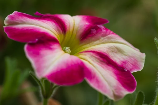 Petunia tuin — Stockfoto