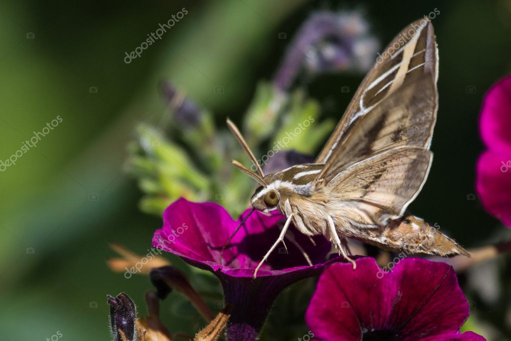 Papillon De Nuit Oiseau Colibri Photographie Wollertz