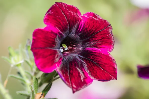 Jardim de petúnia — Fotografia de Stock