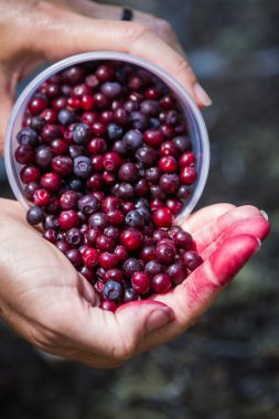 vahşi huckeberries