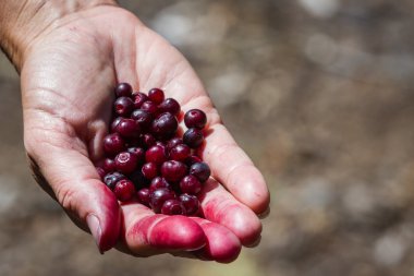 vahşi huckeberries