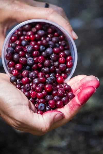 Vahşi huckeberries — Stok fotoğraf