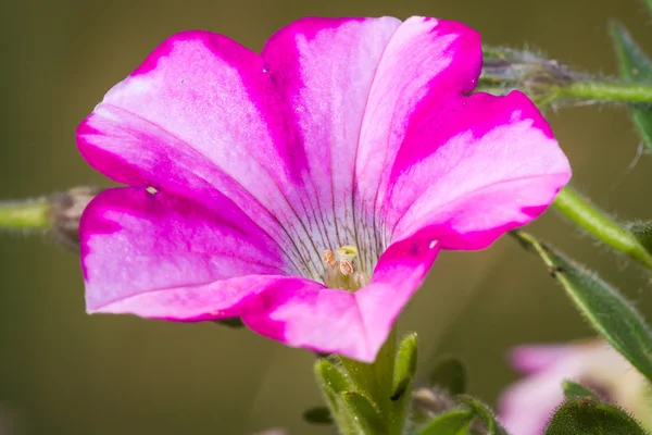 Petunia tuin — Stockfoto