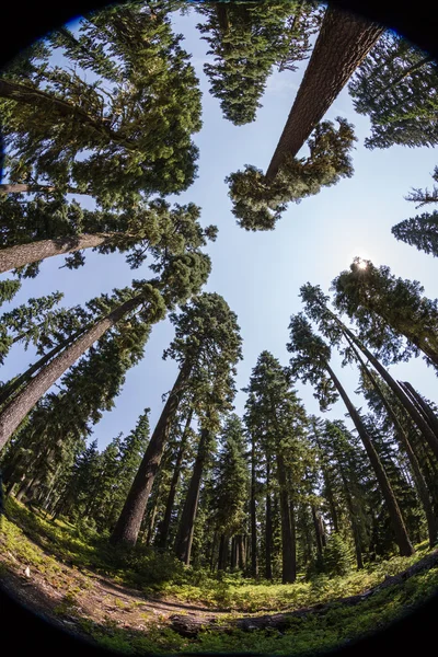 Bosque de Oregon — Foto de Stock