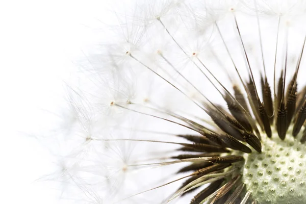 Dandelion close up — Stock Photo, Image