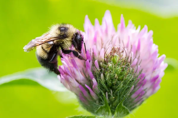 Bumblebee de cerca — Foto de Stock