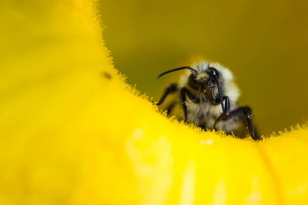 Bumblebee de cerca — Foto de Stock