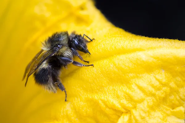 Bumblebee de cerca — Foto de Stock