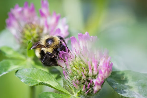 Bumblebee close up — Stock Photo, Image