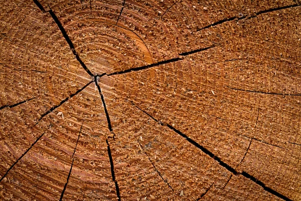 Ağaç Halkaları — Stok fotoğraf
