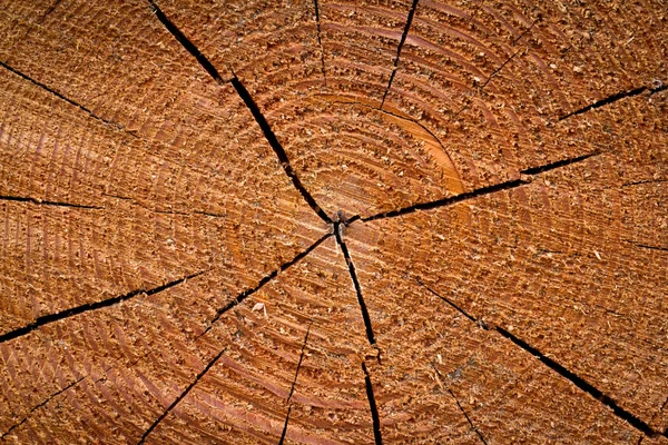 Tree rings — Stock Photo, Image