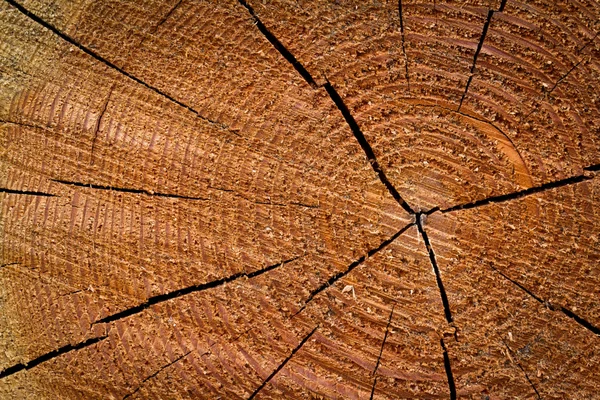 Tree rings — Stock Photo, Image