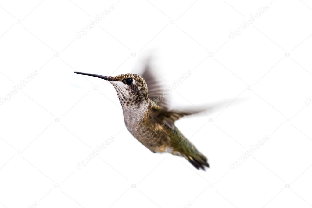 hummingbird on white