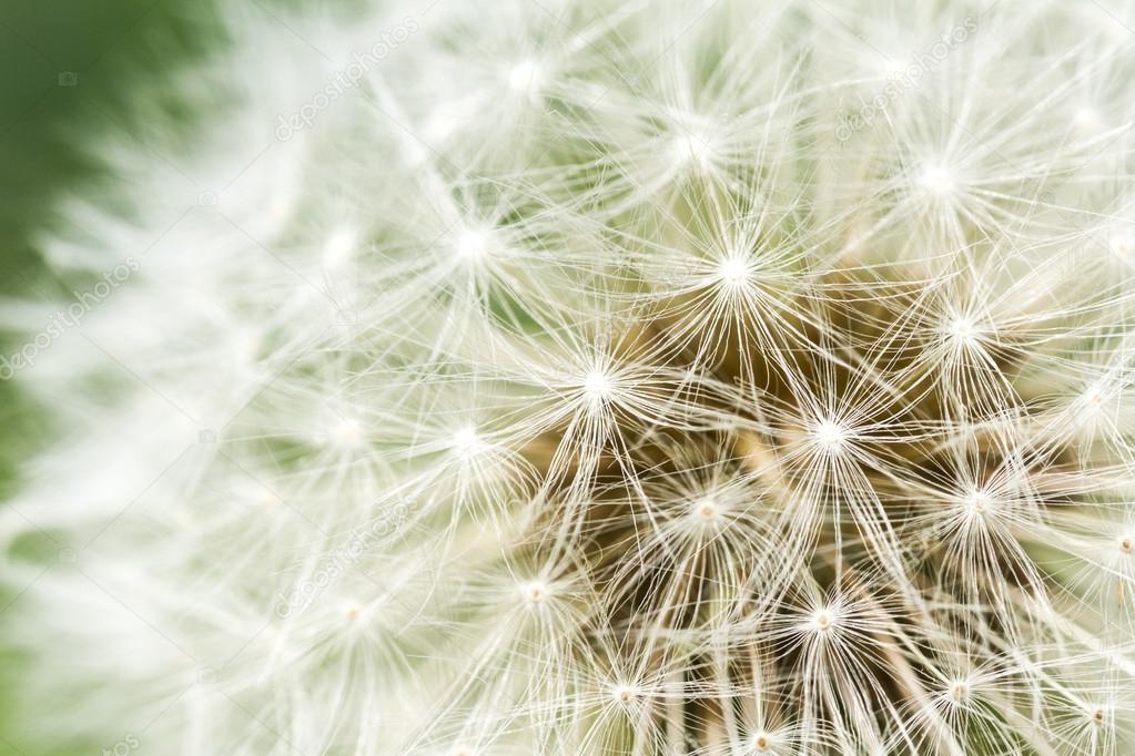 dandelion close up