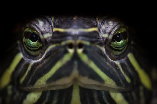 Turtle close up — Stock Photo, Image