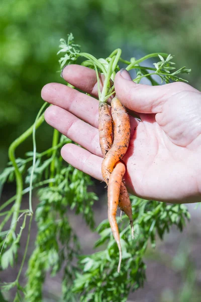 Крученая морковь — стоковое фото