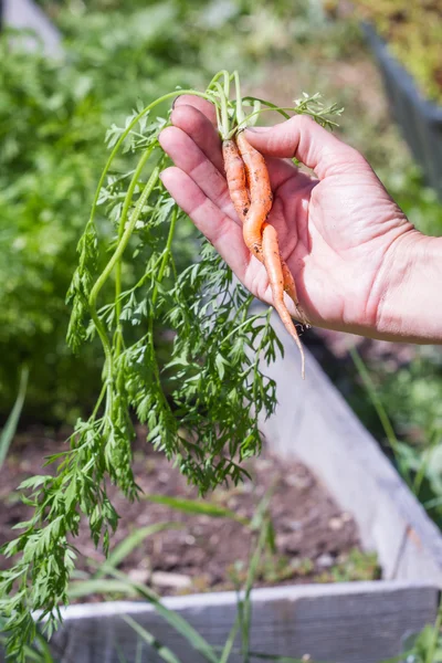 Twisted carrots — Stock Photo, Image