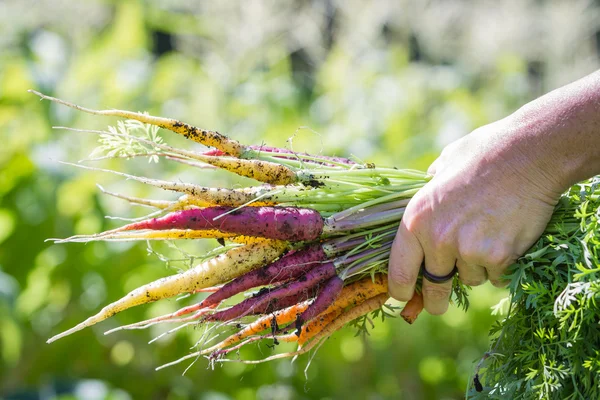 Organic carrots — Stock Photo, Image