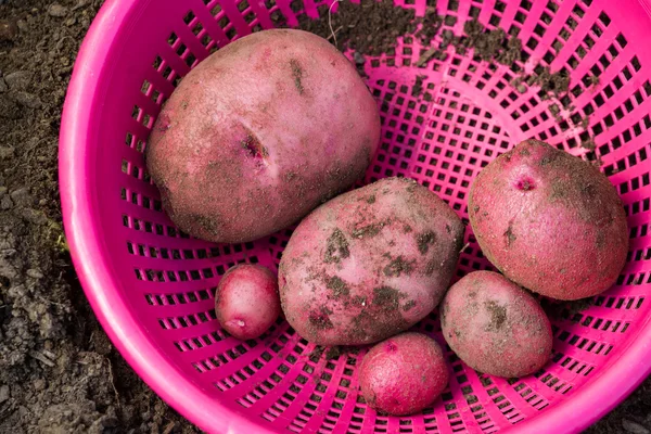 Evde yetiştirilen patates — Stok fotoğraf