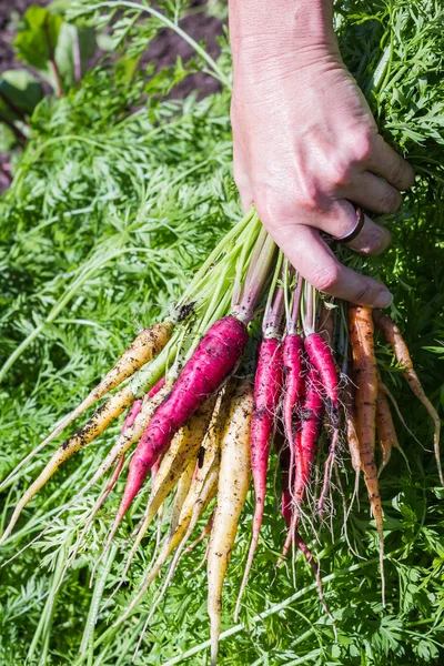 Organic carrots — Stock Photo, Image