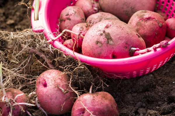 Patate coltivate in casa — Foto Stock