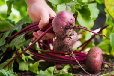 Organik şeker pancarı 