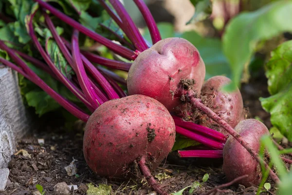 Bio-Rüben — Stockfoto