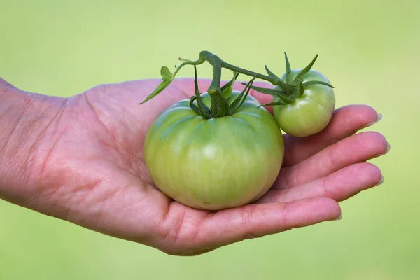 Zielone pomidory — Zdjęcie stockowe