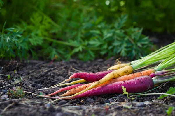 Zanahorias ecológicas —  Fotos de Stock