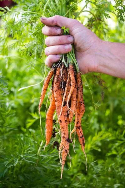 Fresh organic carrots — Stock Photo, Image