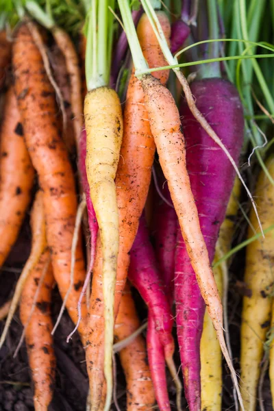 Organic carrots — Stock Photo, Image